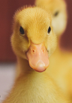 The Duckyz Gang