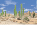 catus group