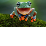 Harry potters frog