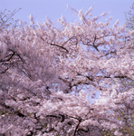 花期心园