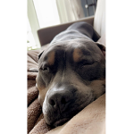 The Paws For Dogs Group
