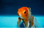 Fish Stuff