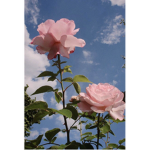 Mellow_rose official clothes group