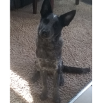Ppl that only love my dog may join:)