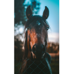 the horse gurls