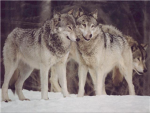 wolfs colny