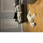 Lola and rocket