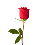 Red Rosê Clothing