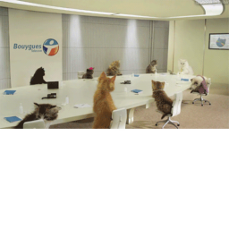 🐈 The Meeting Room 🐈