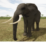 Elephants Group s