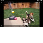 My Dogs lol