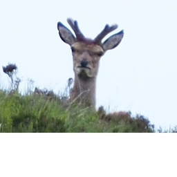 deer church