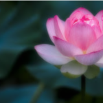 Ｌｏｔｕｓ Ｈｏｍｅ
