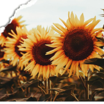 Sunflower Fashion Inc