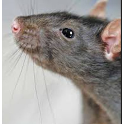 rats training camp and court