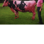 the red cow