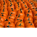 Pumpkin's.