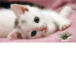 Fluffy Kittens:3