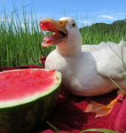Crazy Watermelon club