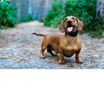 Wiener Dog Fan Club