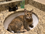CATS R GROUP FOR FANS OF CATS