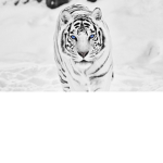 Siberian tigers United