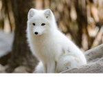 tishlexx / firefox's group!
