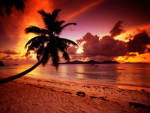 - tropical paradise -