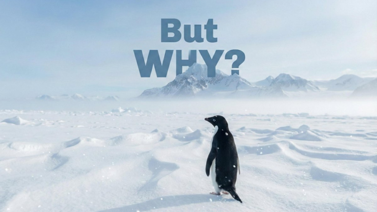 [UPDATE!] But Why? screenshot 1