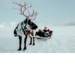 liltle reindeers