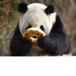 Panda-Group :)