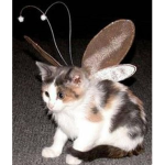 ~Meow~Meow~