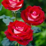 dusty's rose's