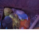 BirbTeam