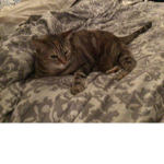 I like cats less go