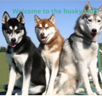 The Husky Buds