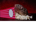 Rat Gaurds