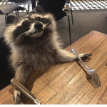 racoon place :)