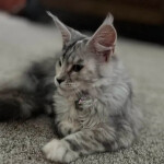 The Monkey's Story Roleplay