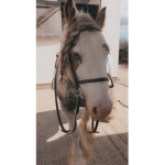 - horses -