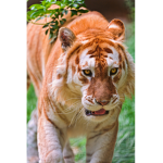 TigersReady