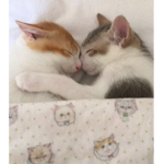 plushiës