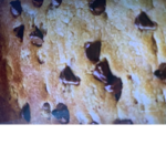 This is a cookie bruh