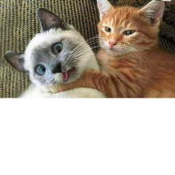 WE MUST DESTROY THE CAT HATERS