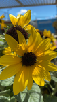 sunflower•squad!