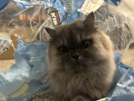 kittycatmeowmeows