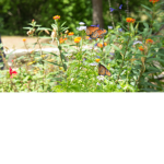 Jasmines Butterfly Garden