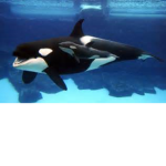 Orca fan group 2 player Orca