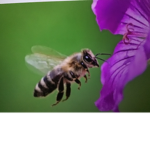 The bees are good