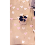 Lovely Doggies